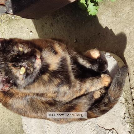 Photo de chat perdu à Ize