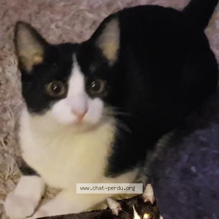 Photo 1/1 Chat retrouvé Perdu à Liege