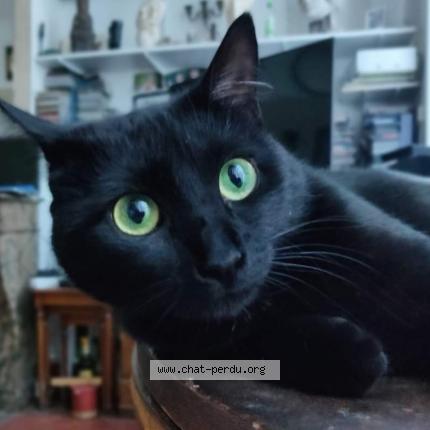 Photo de chat perdu à Paris
