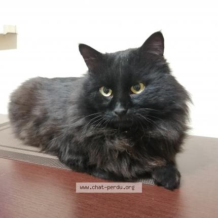 Photo de chat perdu à Limoges