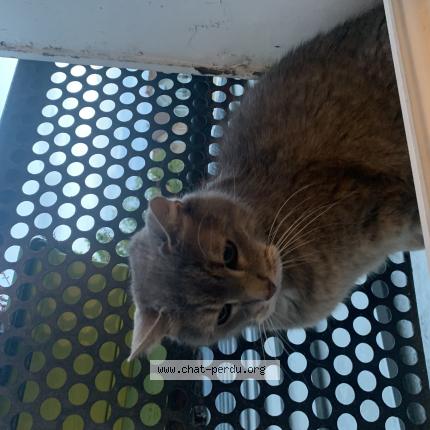 Photo 1/1 Chat retrouvé Trouvé à Maisons Alfort