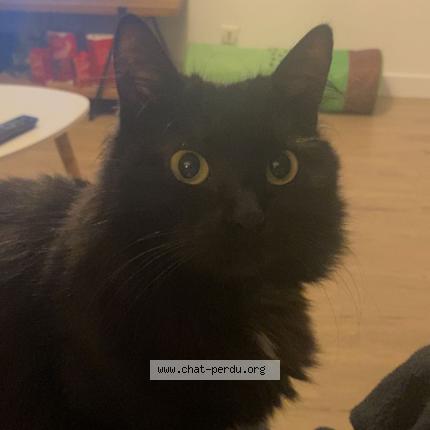 Photo de chat perdu à Niort