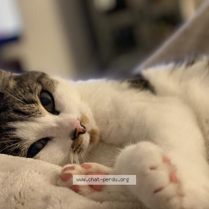 Photo de chat perdu à Seynod