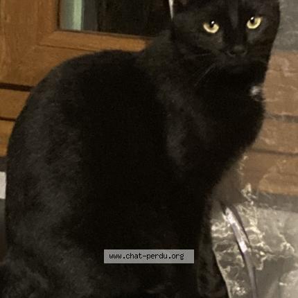 Photo 1/1 Chat retrouvé Perdu à Vertaizon