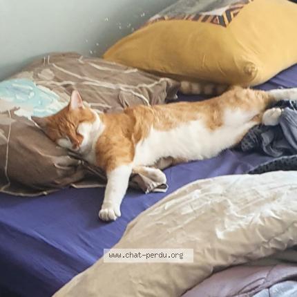 Photo de chat perdu à Carpentras
