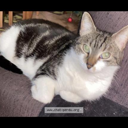 Photo 1/1 Chat retrouvé Perdu à Tournan En Brie