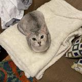 Photo de chat perdu à Rockwood