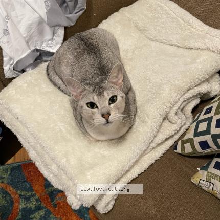 Photo 1/1 Chat retrouvé Perdu à Rockwood