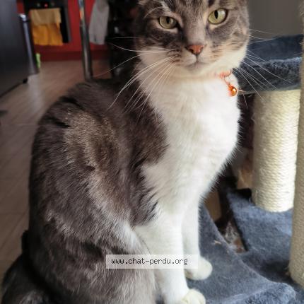 Photo de chat perdu à Egreville