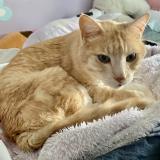 Photo de chat perdu à Calgary