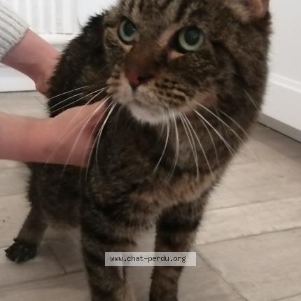 Photo 1/1 Chat retrouvé Trouvé à Merville