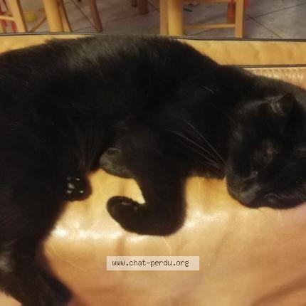 Photo 1/1 Chat retrouvé Perdu à Tremblay En France