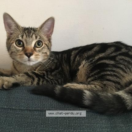 Photo 1/1 Chat retrouvé Perdu à Strasbourg