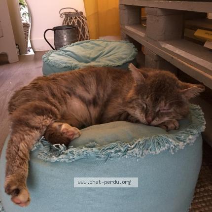 Photo de chat perdu à Pierrelaye
