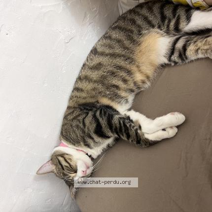 Photo de chat perdu à Cachan