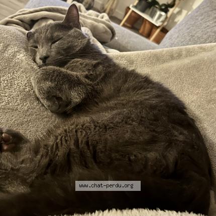 Photo 1/1 Chat retrouvé Perdu à Montreuil