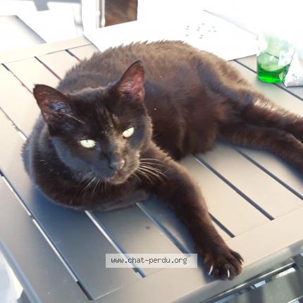 Photo de chat perdu à Orleans