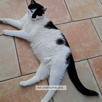 Photo 1/1 Chat retrouvé Perdu à Jupille Sur Meuse