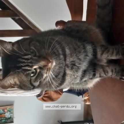 Photo de chat perdu à Briey