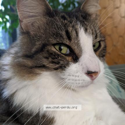 Photo 1/1 Chat retrouvé Perdu à Paris