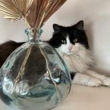 Photo de chat perdu à Acheres