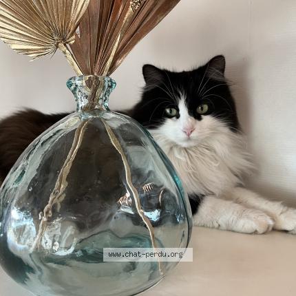 Photo 1/1 Chat retrouvé Perdu à Acheres