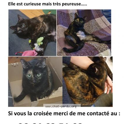 Photo 1/1 Chat retrouvé Perdu à Saint Etienne