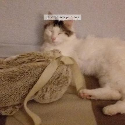 Photo de chat perdu à Montmorot
