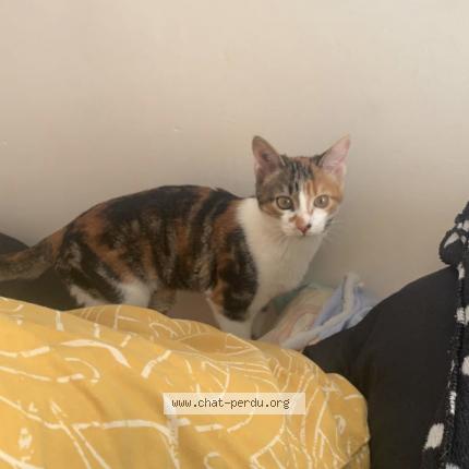 Photo 1/1 Chat retrouvé Perdu à Saint Nazaire