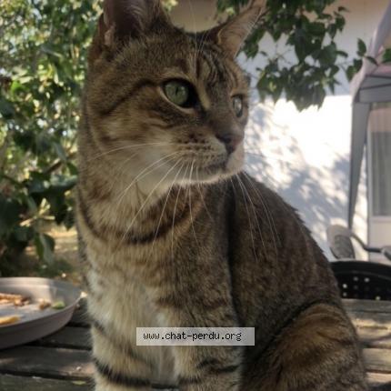 Photo de chat perdu à Saint Lys