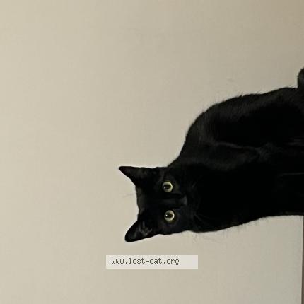 Photo 1/1 Chat retrouvé Perdu à Peterbough