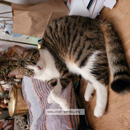 Photo 1/1 Chat retrouvé Perdu à Montreuil