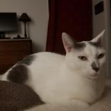 Photo de chat perdu à Louveciennes