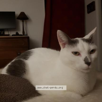 Photo 1/1 Chat retrouvé Perdu à Louveciennes