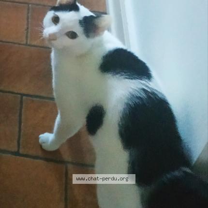 Photo de chat perdu à Etueffont