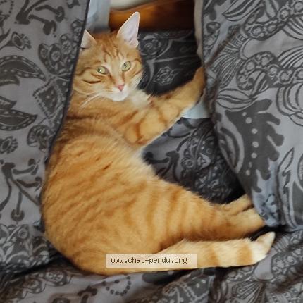 Photo de chat perdu à Saint Georges Sur Cher