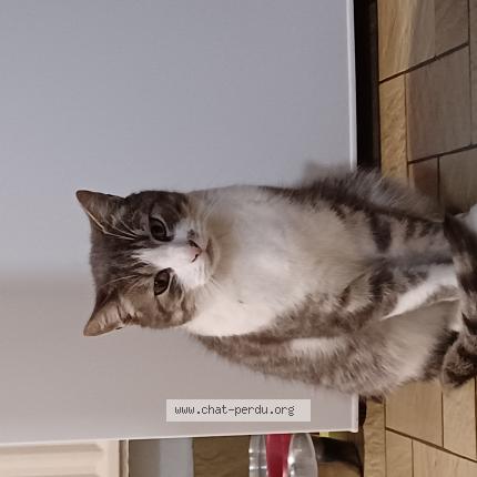 Photo de chat perdu à Nomain