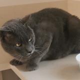 Photo de chat perdu à Monthieux