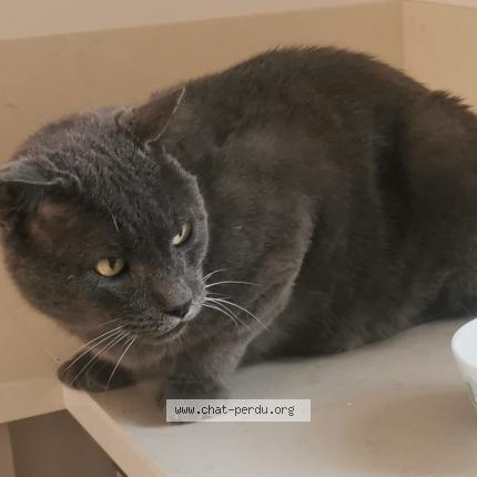 Photo 1/1 Chat retrouvé Perdu à Monthieux