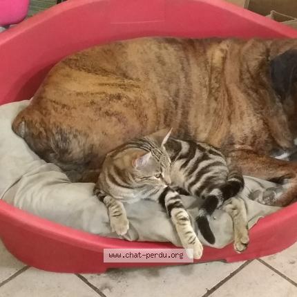 Photo de chat perdu à Saint Hilaire De Voust