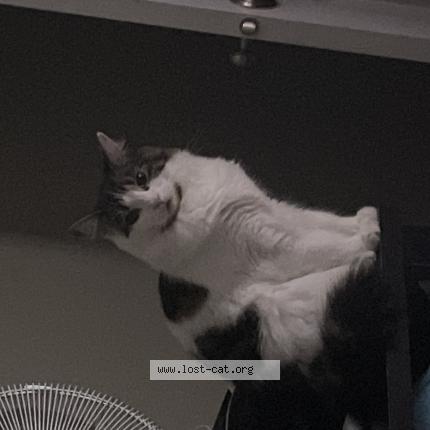 Photo 1/1 Chat retrouvé Perdu à Conception bay south