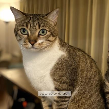 Photo de chat perdu à Athis Mons