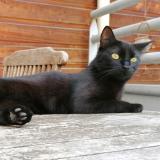 Photo de chat perdu à Agen