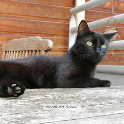 Photo 1/1 Chat retrouvé Perdu à Agen