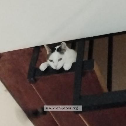 Photo de chat perdu à Toulouse
