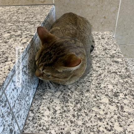 Photo 1/1 Chat retrouvé Trouvé à Morsang Sur Orge