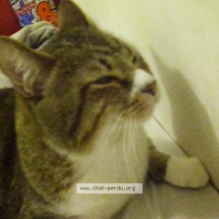 Photo de chat perdu à Villejuif