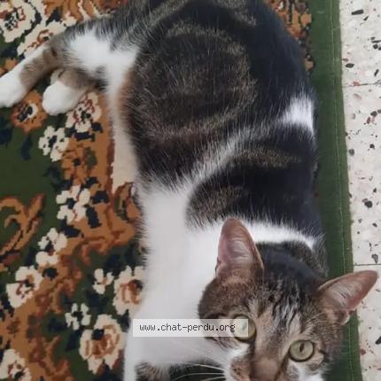 Photo de chat perdu à Entraigues Sur La Sorgue