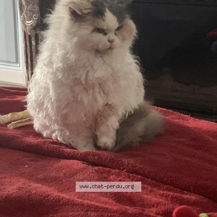 Photo de chat perdu à Huest