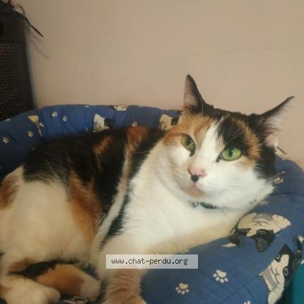 Photo de chat perdu à Sainte Genevieve Des Bois